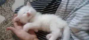 Photo - Persian doll faced kitten with grey eyes