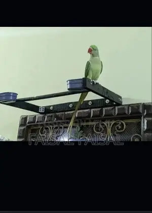 Photo - Green toto