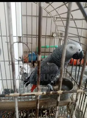 Photo - African grey parrot fully trained