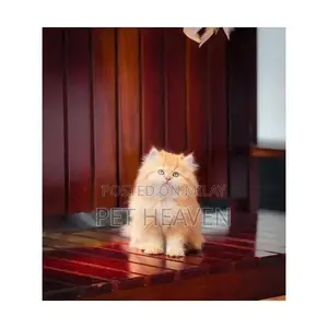 Photo - cash on delivery Persian kitten cats