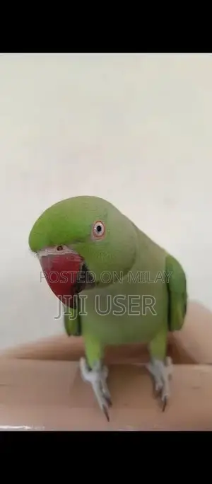 Photo - Talking mithu flytamed handtamed