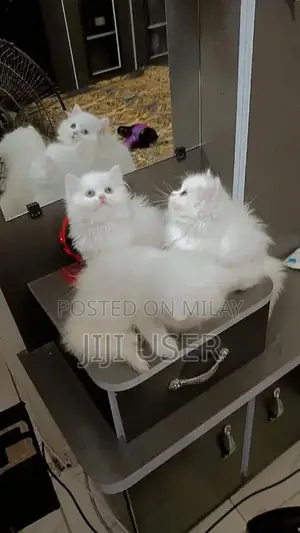 Photo - Persian/bhaloo / white / kittens available for sale