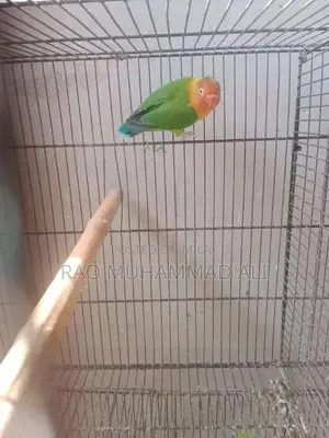 Photo - orange opaline green lovebirds