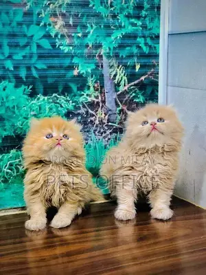Photo - punch face triple cote kitten cat male and female