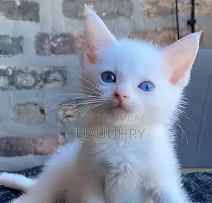 Photo - Double Coated Persian Kittens For Sale