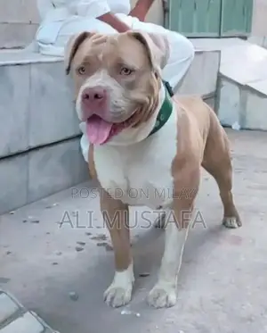 Photo - Pitbull Dog
