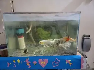 Photo - Fish with Aquarium & Accessories