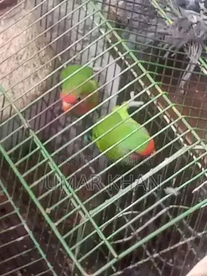 Photo - love bird for sale. 6 piece  read discription