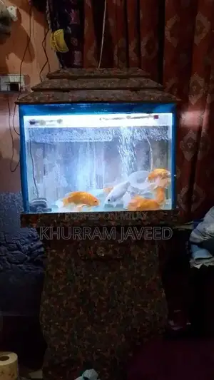Photo - aquarium with 8 big size goldfish