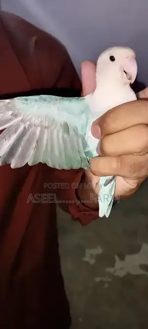 Photo - I am sale this parrot this parrot name is white loving bird