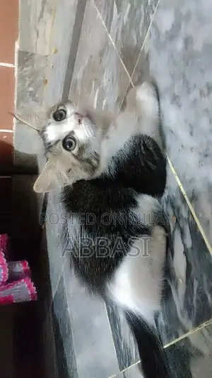 Photo - home pet