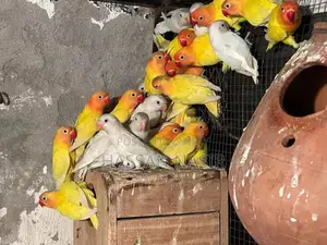 Photo - Love birds For Sale