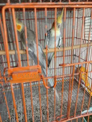 Photo - grey cockteil