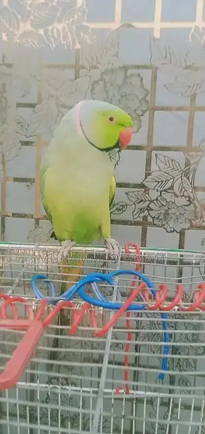 Photo - Green Ring Neck full hand tame and talking parrot