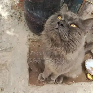 Photo - British Longhair Cat