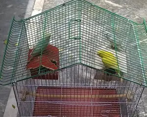 Photo - two pair red and black eye budgies with cage