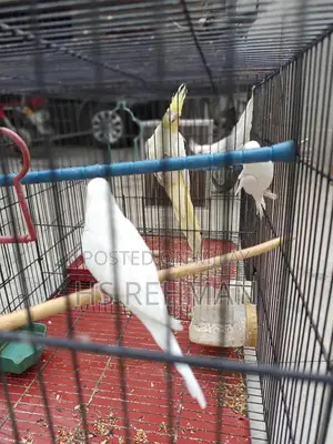 Photo - paper white red eyes pair with cage, Bentum pair & Desi hen 