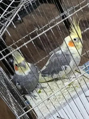 Photo - beautiful grey pair of cocktails with cage