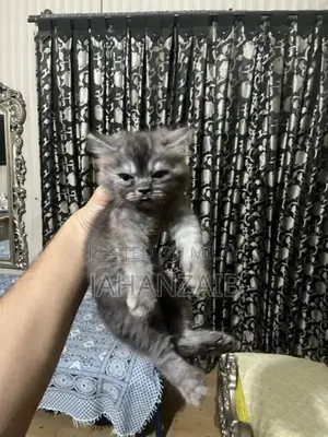 Photo - 3 Punch face persican kittens whatsapp