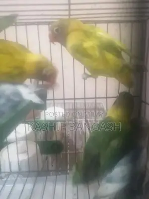 Photo - Mixed Lovebirds