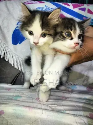 Photo - 2 Persian Kittens