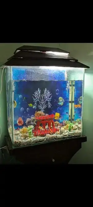 Photo - fish aquarium