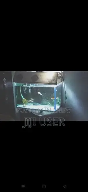 Photo - fish aquarium