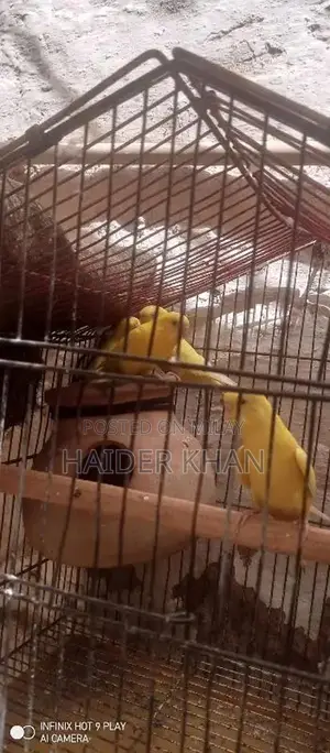 Photo - yellow red eyes