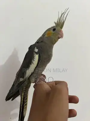 Photo - ProperHandtamed Cocktails For sale