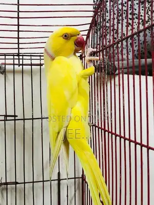 Photo - Yellow Ringneck Adult Male in Jumbo Size.