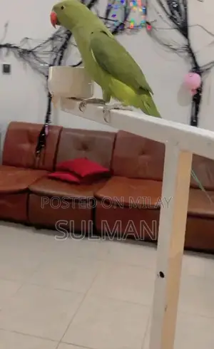 Photo - 4 month green parrot