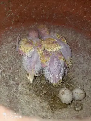 Photo - red eyes Australian parots for sale . full colony sale krne 
