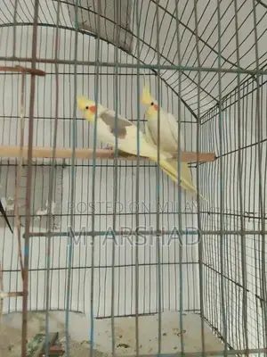 Photo - cocktail breeder pair