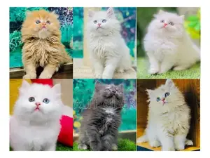 Photo - Persian hamalian british punch face piki face cat's and kitt