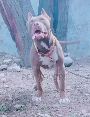 Photo - pitbull male dog