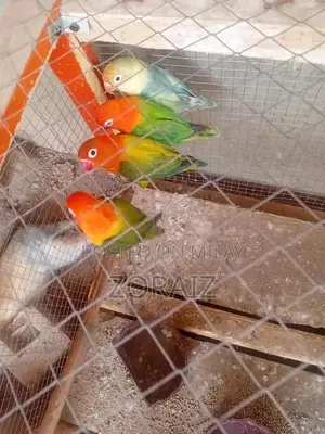 Photo - love bird pair for sale