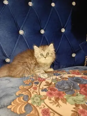 Photo - Persian kitten