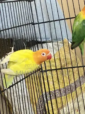 Photo - Green Pale Fallow & Blue Pale Fallow Lovebird