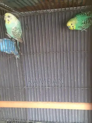 Photo - AUSTRALLIAN PARROTS with matky
