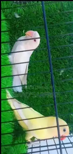 Photo - most beautiful birds