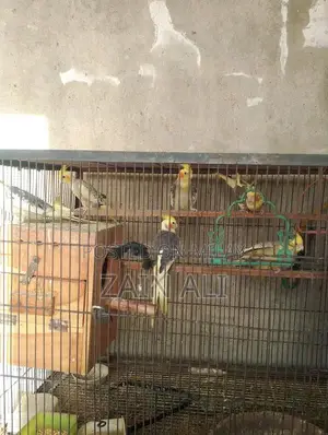 Photo - "Young & Healthy Cockatiels for Sale – Tame and Playful "