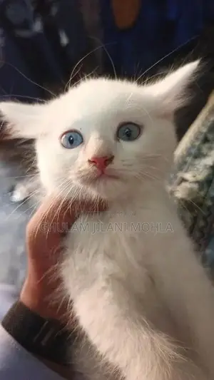 Photo - 2 Fameles Kittens 45 Days Old White Colour