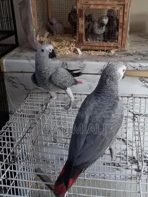 Photo - Grey chicks 8 month talking start
