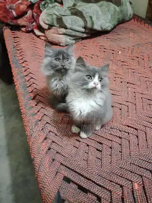 Photo - one perssion gray pair and one white punch face male