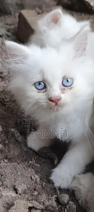 Photo - Persian kittens triple coated