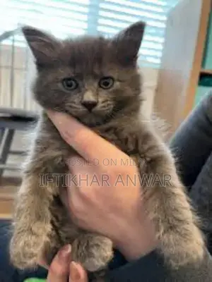 Photo - The neblung American cat