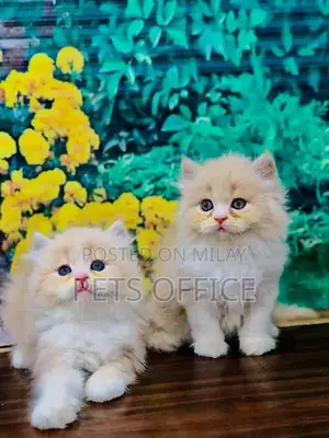 Photo - parshion punch face triple cote kitten cat male and female