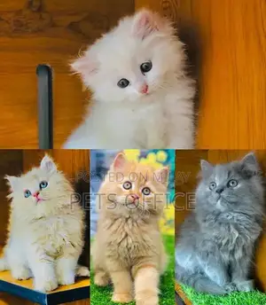 Photo - parshion punch face triple cote kitten cat male and female