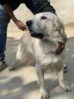 Photo - White retriever female