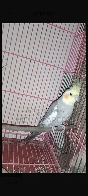 Photo - cockatail parrot for sale
